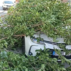 Ağaç otomobilin üzerine devrildi