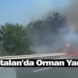 Ümitalan'da Orman Yangını
