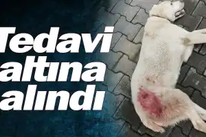 Tedavi altına alındı