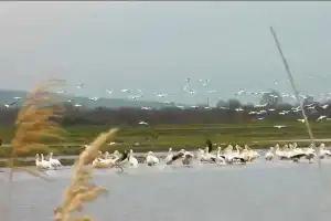 Pelikanlar İnegöl'de mola verdi