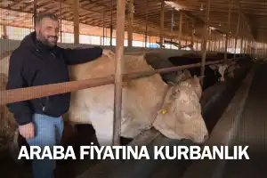 Araba fiyatına kurbanlık