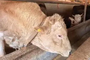 Vekalet yoluyla kurban kesim bedelleri belirlendi