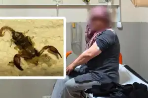 İnegöl'de akrep hastanelik etti!