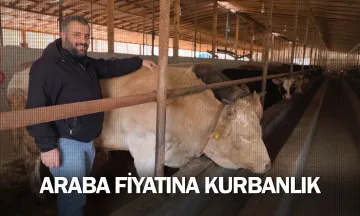 Araba fiyatına kurbanlık