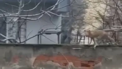 İnegöl'de yiyecek arayan tilki şehir merkezine indi