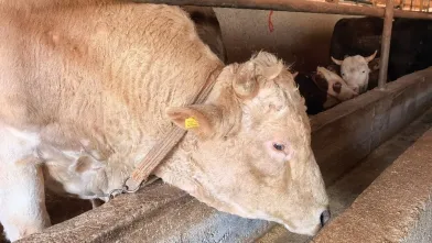 Vekalet yoluyla kurban kesim bedelleri belirlendi