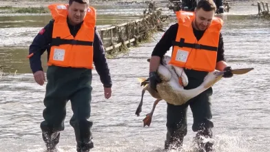 Yaralı pelikan tedavi altına alındı