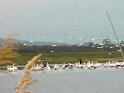 Pelikanlar İnegöl'de mola verdi