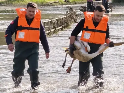 Yaralı pelikan tedavi altına alındı