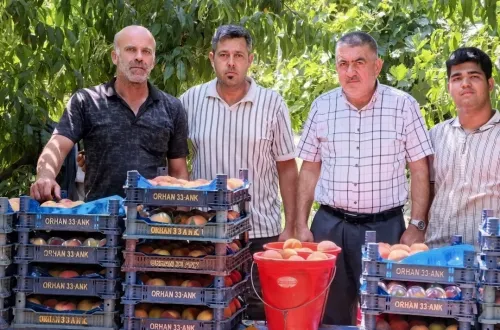 İnegöl'de şeftali hasadı başladı!