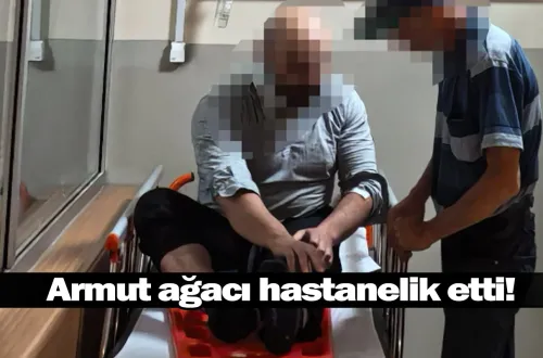 Armut ağacı hastanelik etti