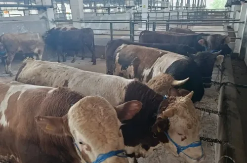 İnegöl'de şap hastalığı alarmı: 31 mahalle karantinaya alındı!