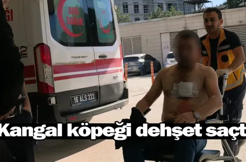 Kangal köpeği dehşet saçtı!