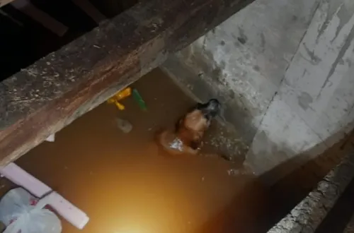 Kuyuya Düşen Köpek İtfaiye Tarafından Kurtarıldı