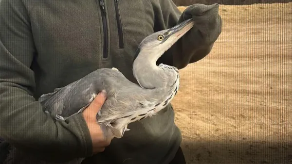 Misinaya takılan balıkçıl kuşu kurtarıldı