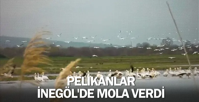 Pelikanlar İnegöl'de mola verdi