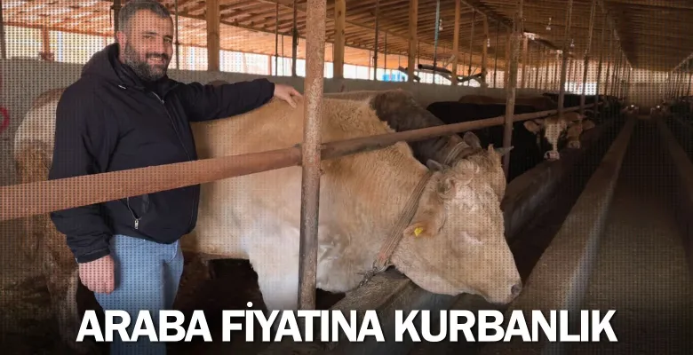 Araba fiyatına kurbanlık