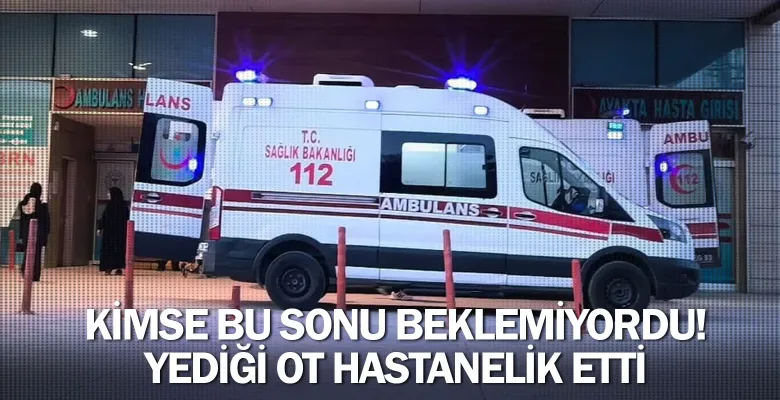 Kimse Bu Sonu Beklemiyordu! Yediği Ot Hastanelik Etti