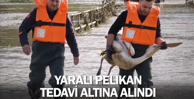 Yaralı pelikan tedavi altına alındı