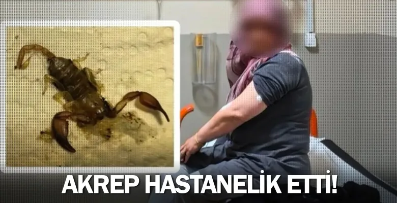 İnegöl'de akrep hastanelik etti!