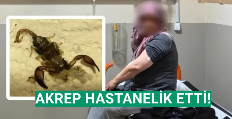 İnegöl'de akrep hastanelik etti!