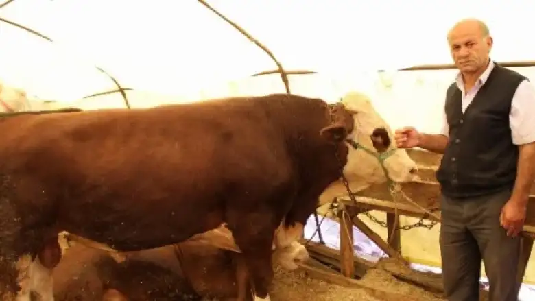 Mavi Dil Hastalığı Tedirgin Ediyor