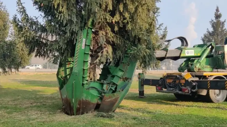 Ağaçlar sökülerek başka yere taşınıyor