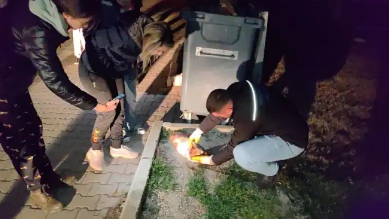 Bir hayvan vahşeti daha!