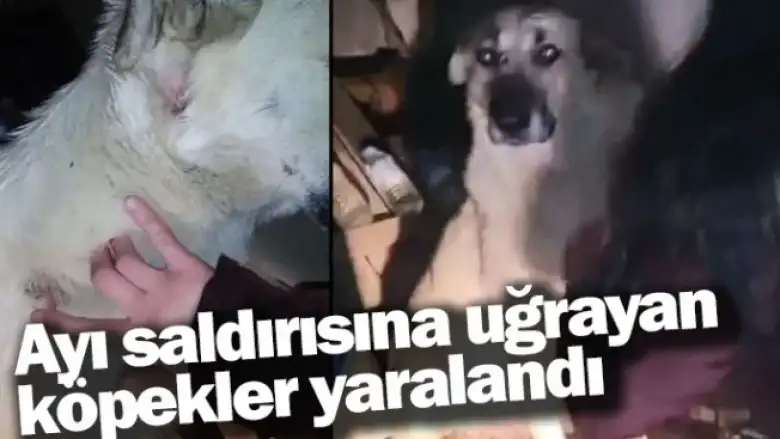 Ayı saldırısına uğrayan köpekler yaralandı