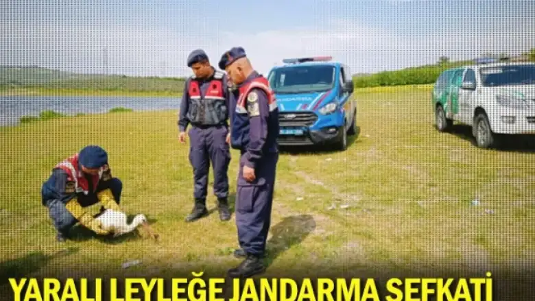 Yaralı leyleğe jandarma şefkati