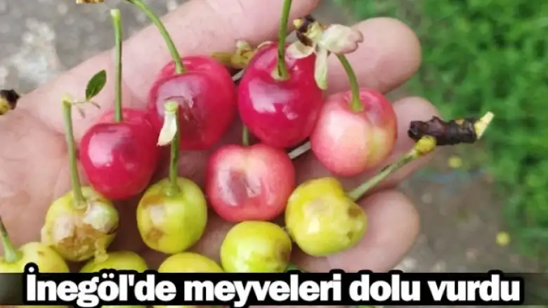 İnegöl'de meyveleri dolu vurdu