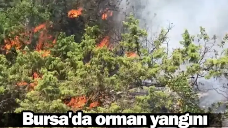 Bursa'da orman yangını