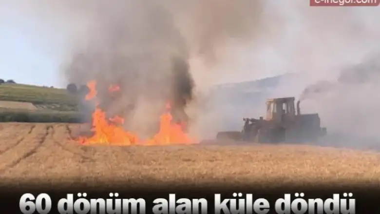 60 dönüm alan küle döndü