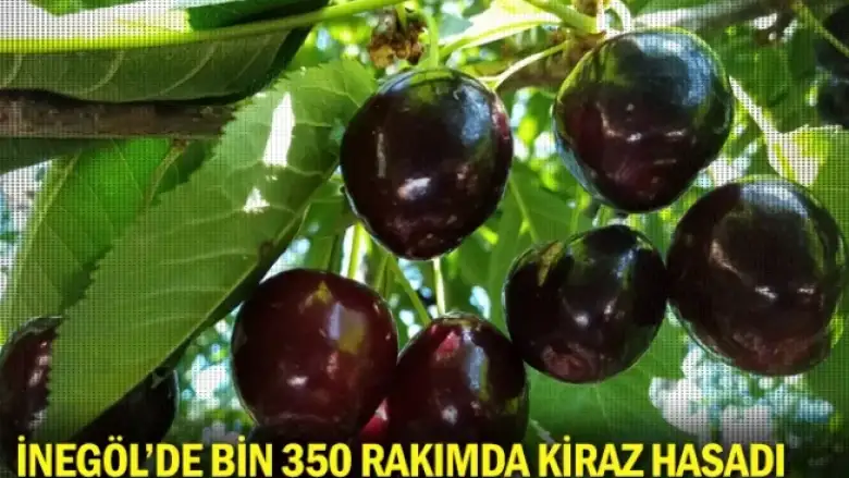 İnegöl'de bin 350 rakımda kiraz hasadı