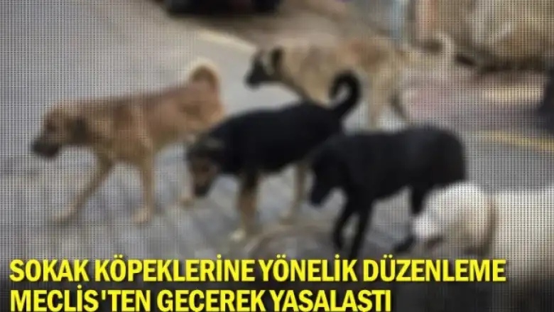 Sokak köpeklerine yönelik düzenleme Meclis'ten geçerek yasalaştı