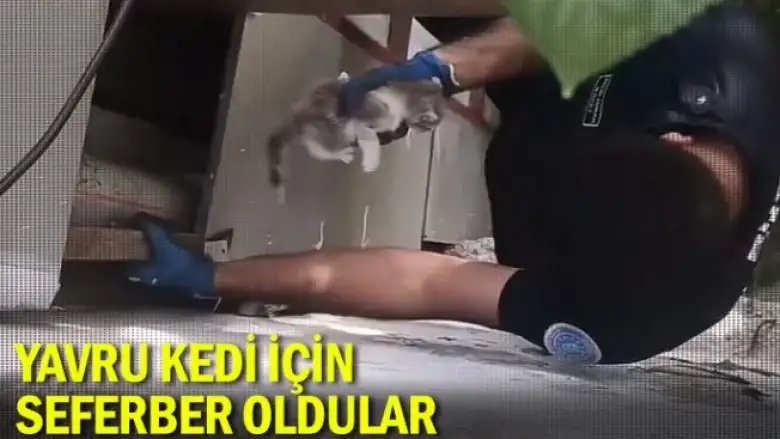Yavru kedi için seferber oldular