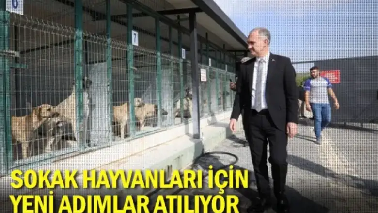 Sokak hayvanları için yeni adımlar atılıyor