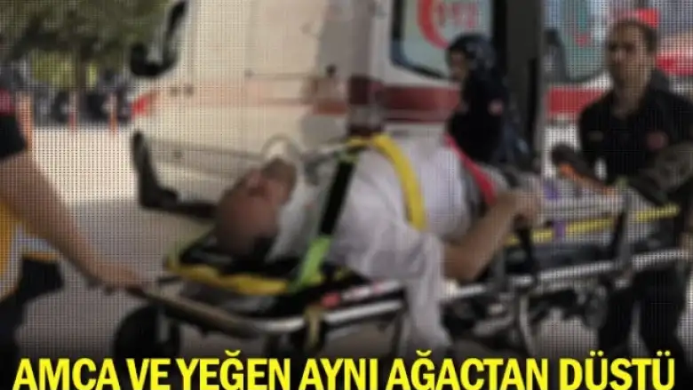 Amca ve yeğen aynı ağaçtan düştü