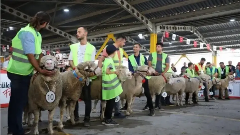 İnegöl'de koç ve tavuklar kıyasıya yarıştı