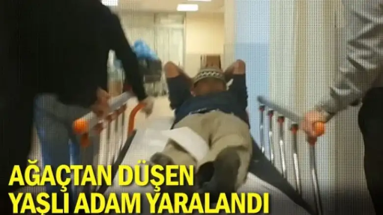 Ağaçtan düşen yaşlı adam yaralandı