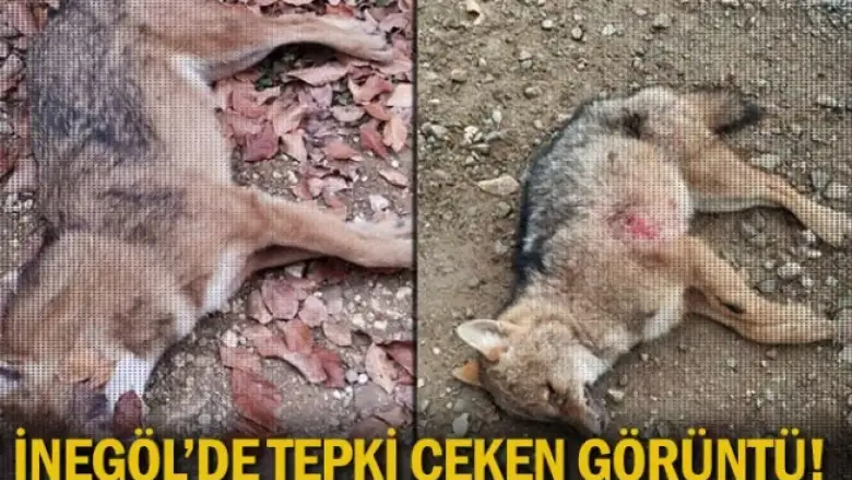 İnegöl'de tepki çeken görüntü!