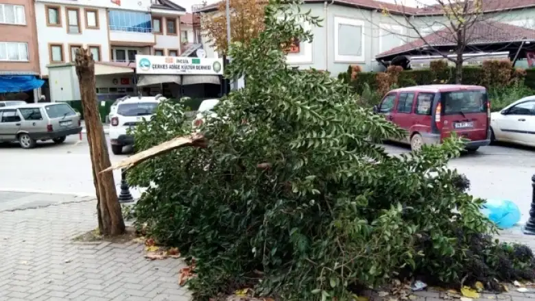 İnegöl'de şiddetli lodosun etkisiyle ağaç kırıldı