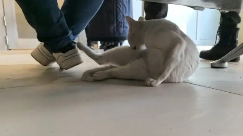 Yaralı kedi acile geldi!