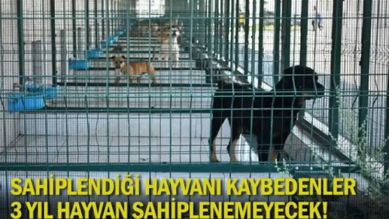 Sahiplendiği hayvanı kaybedenler 3 yıl hayvan sahiplenemeyecek!