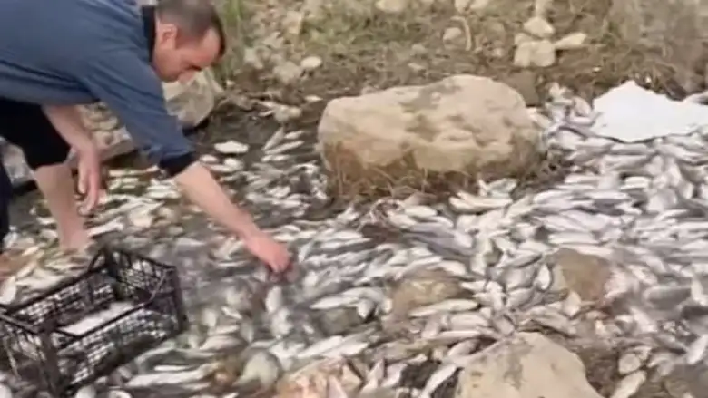 İnegöl'de binlerce balık kıyıya vurdu!