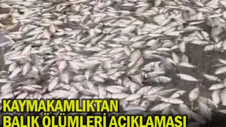 Kaymakamlıktan balık ölümleri açıklaması