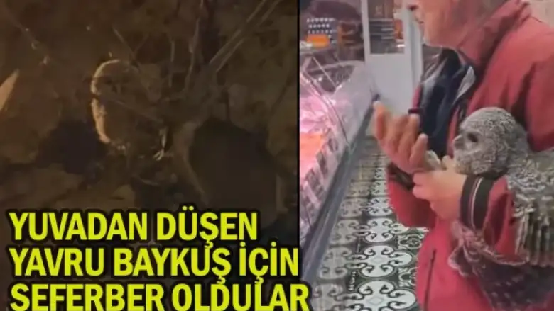 Yuvadan düşen yavru baykuş için seferber oldular
