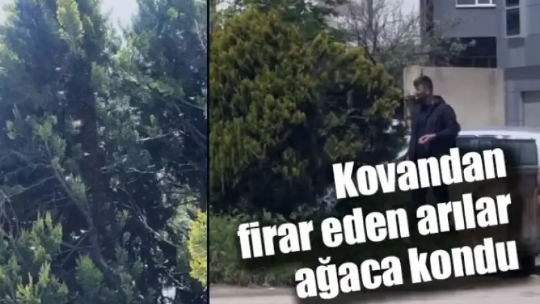 Kovandan firar eden arılar ağaca kondu