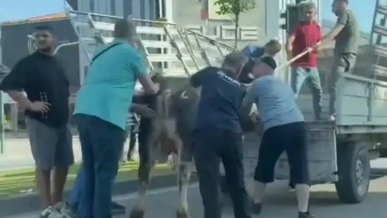 Kurbanlıklar firarda