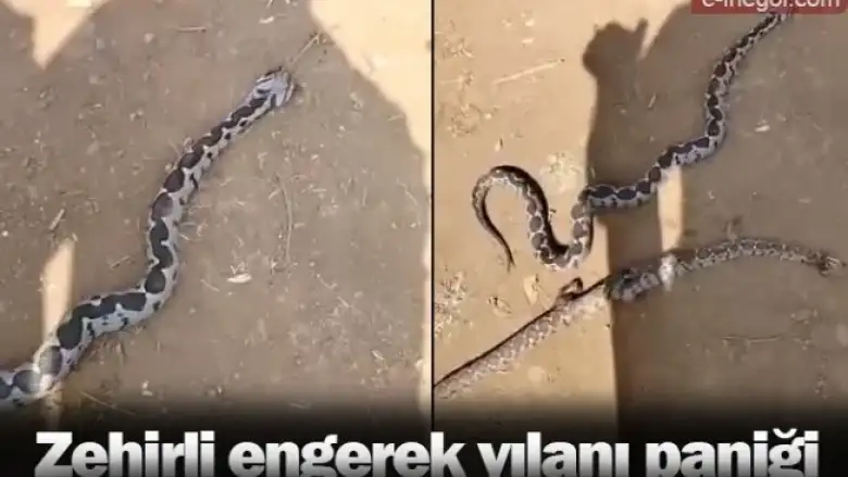 Zehirli engerek yılanı paniği